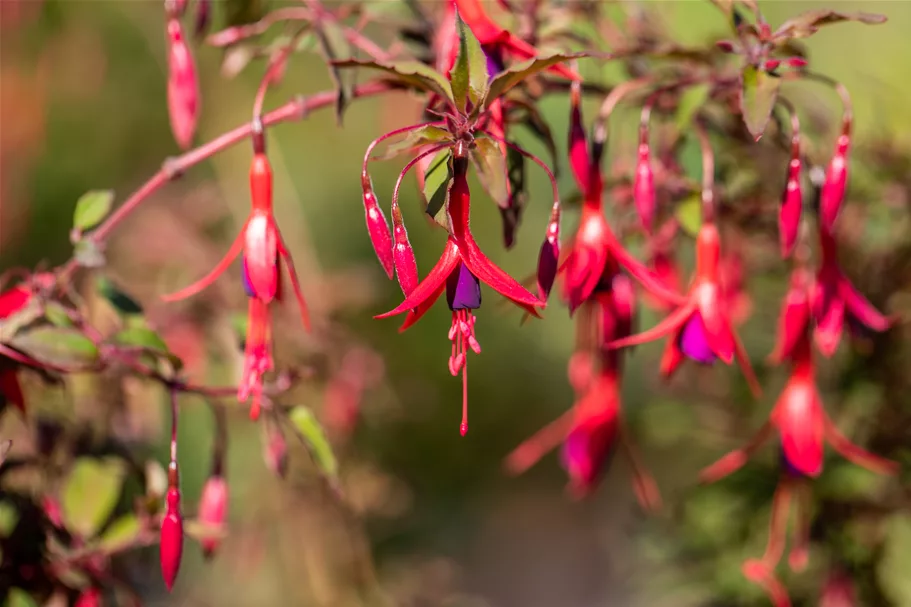 Fuchsia magellanica 'Riccartonii'