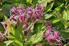 Eupatorium maculatum 'Purple Bush'