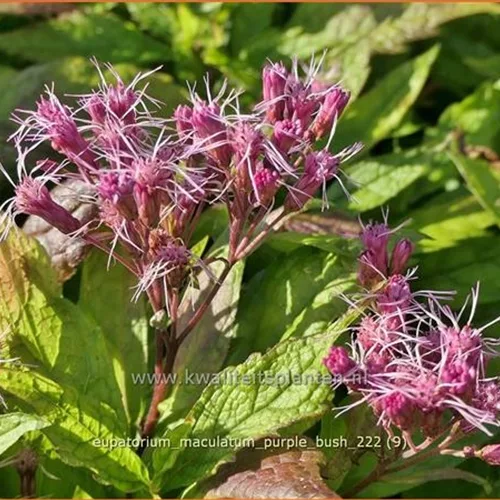 Eupatorium maculatum 'Purple Bush'