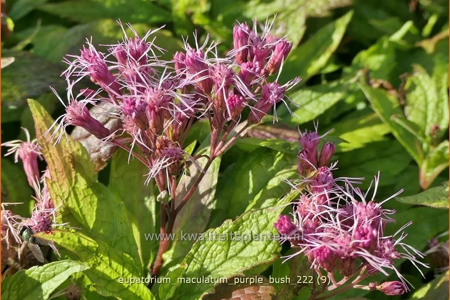 Eupatorium maculatum 'Purple Bush'