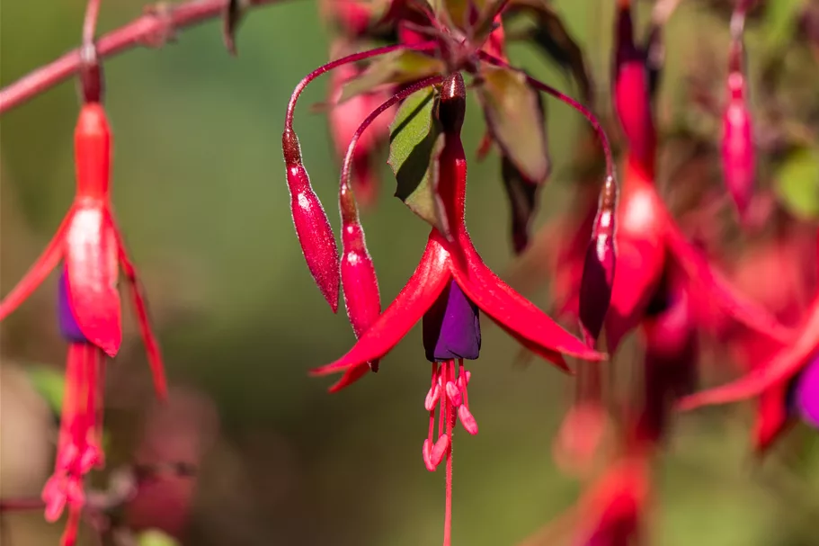 Fuchsia magellanica 'Riccartonii'