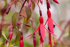 Fuchsia magellanica 'Riccartonii'
