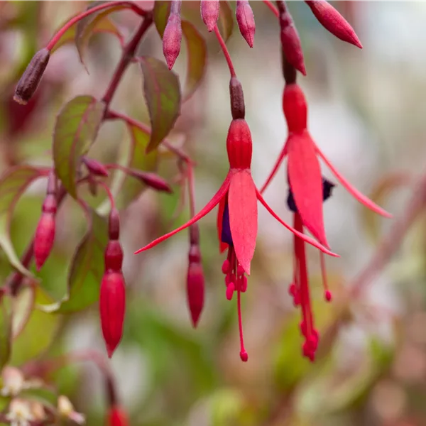 Fuchsia magellanica 'Riccartonii'