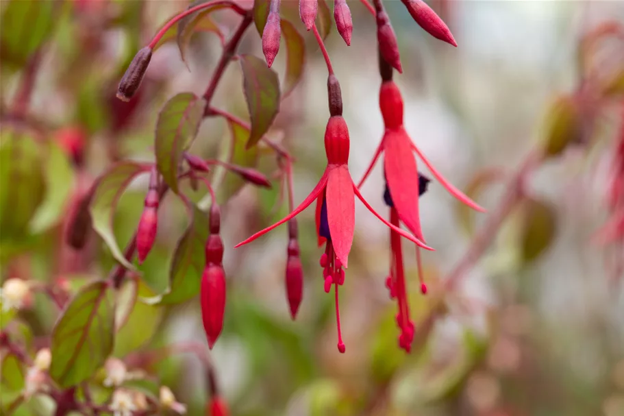 Fuchsia magellanica 'Riccartonii'