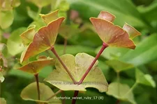 Euphorbia x martinii 'Velvet Ruby'