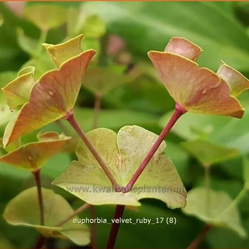 Euphorbia x martinii 'Velvet Ruby'