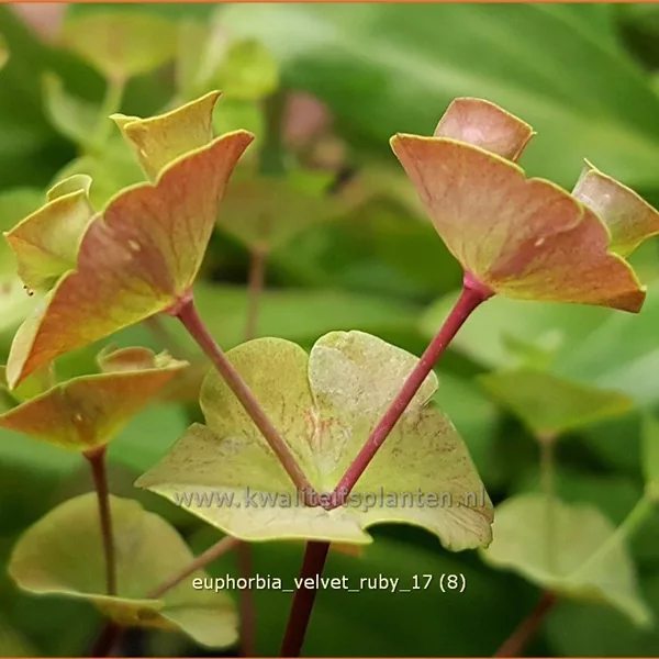 Euphorbia x martinii 'Velvet Ruby'