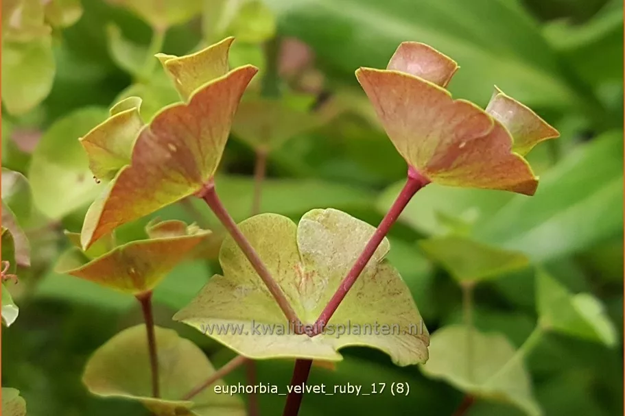 Euphorbia x martinii 'Velvet Ruby'