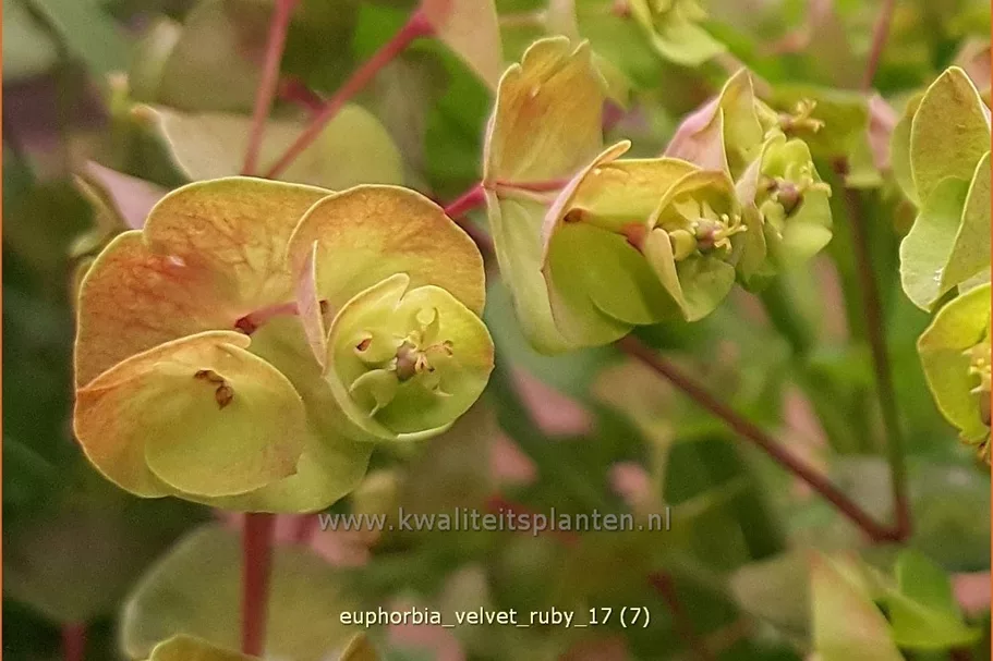 Euphorbia x martinii 'Velvet Ruby'
