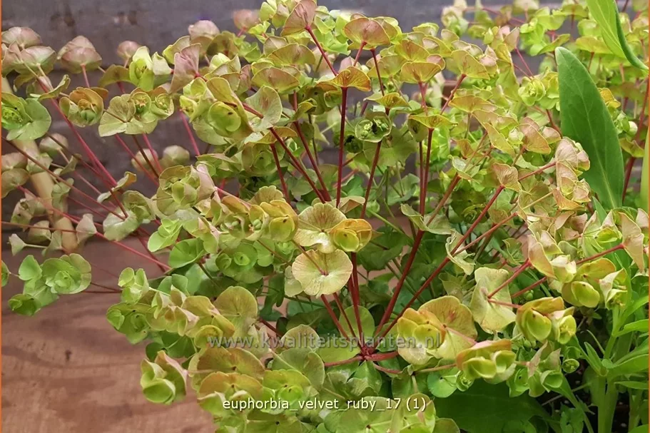 Euphorbia x martinii 'Velvet Ruby'