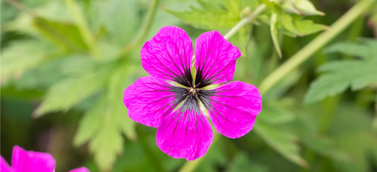 Geranium psilostemon 'Dragon Heart'®