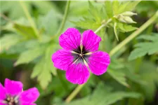 Geranium psilostemon