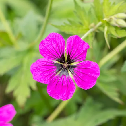 Geranium psilostemon 'Dragon Heart'®