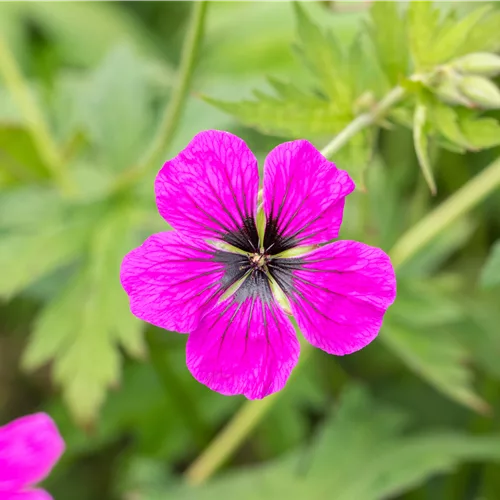 Geranium psilostemon 'Dragon Heart'®