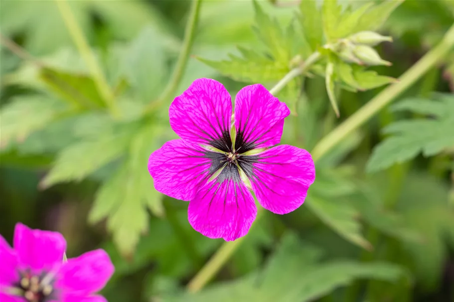Geranium psilostemon