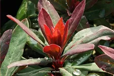 Euphorbia x martinii 'Velvet Ruby'