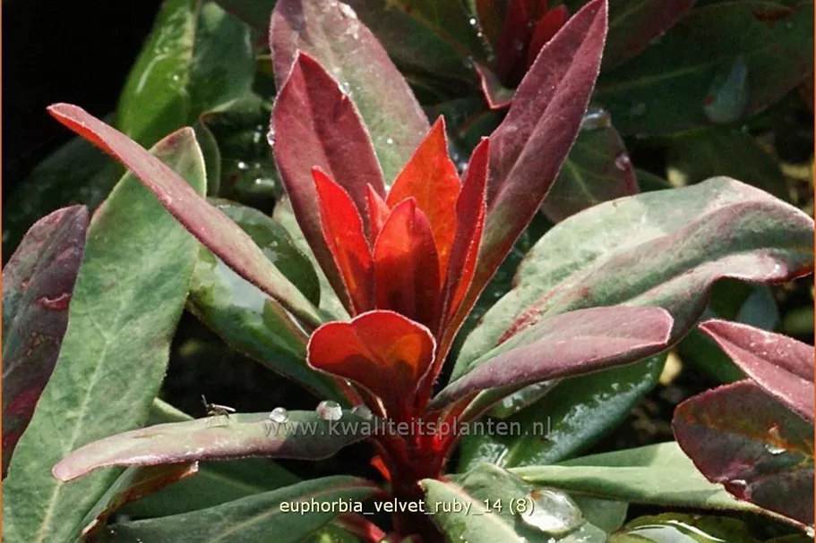Euphorbia x martinii 'Velvet Ruby'