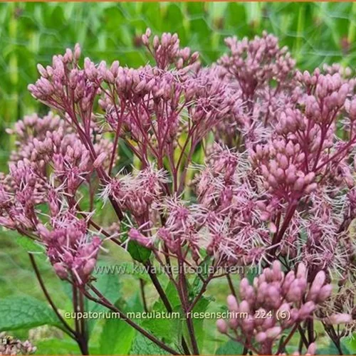 Eupatorium maculatum 'Riesenschirm'