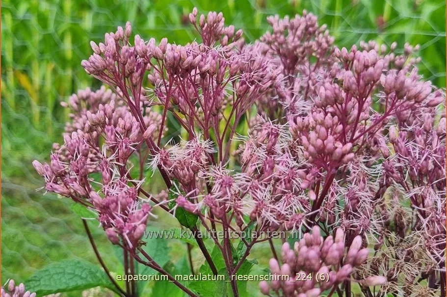 Eupatorium maculatum 'Riesenschirm'