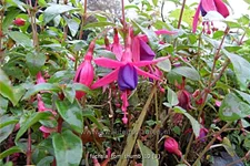 Fuchsia magellanica 'Tom Thumb'