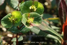 Euphorbia x martinii 'Velvet Ruby'