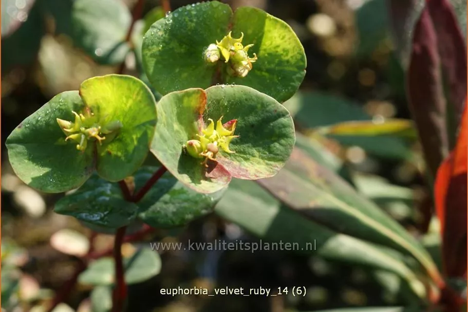 Euphorbia x martinii 'Velvet Ruby'