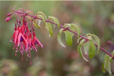 Fuchsia magellanica 'Tom Thumb'