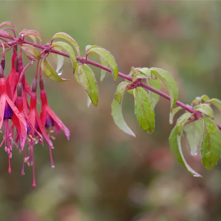 Fuchsia magellanica 'Tom Thumb'