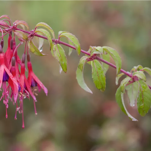 Fuchsia magellanica 'Tom Thumb'