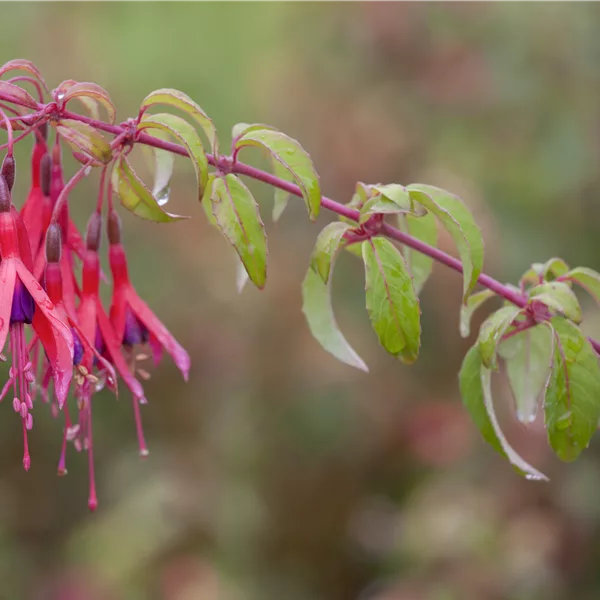 Fuchsia magellanica 'Tom Thumb'