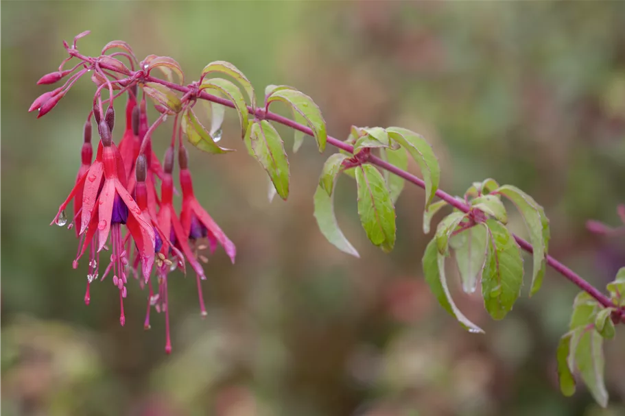 Fuchsia magellanica 'Tom Thumb'