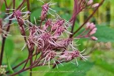 Eupatorium maculatum 'Riesenschirm'