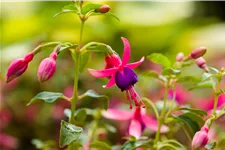 Fuchsia magellanica 'Tom Thumb'