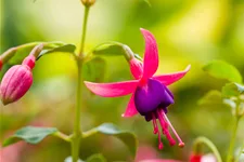 Fuchsia magellanica 'Tom Thumb'