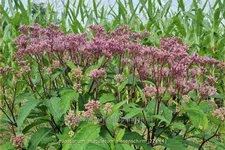 Eupatorium maculatum 'Riesenschirm'