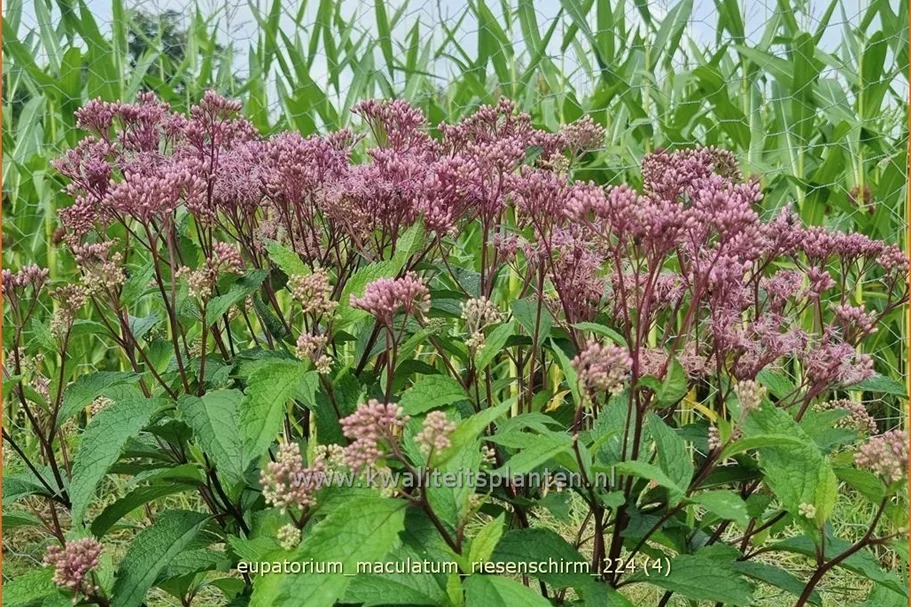 Eupatorium maculatum 'Riesenschirm'