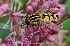Eupatorium maculatum 'Riesenschirm'