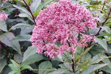Eupatorium maculatum 'Riesenschirm'