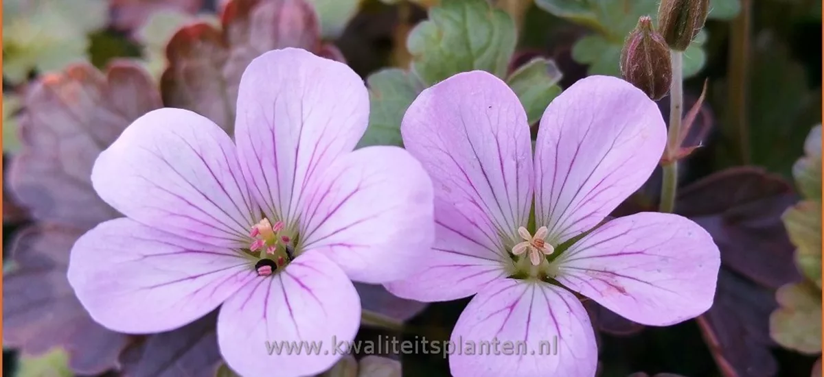 Geranium 'Dusky Crug'