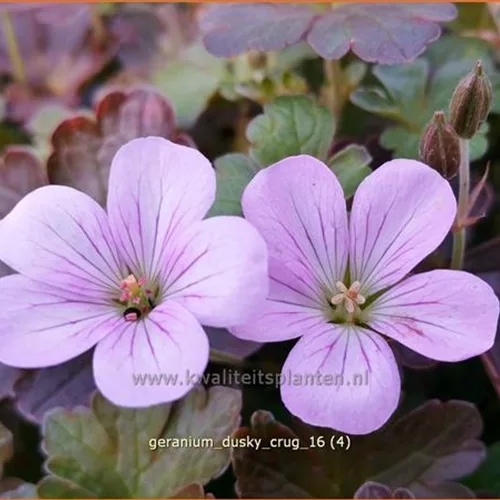 Geranium 'Dusky Crug'