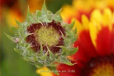 Gaillardia x grandiflora 'Arizona Sun'