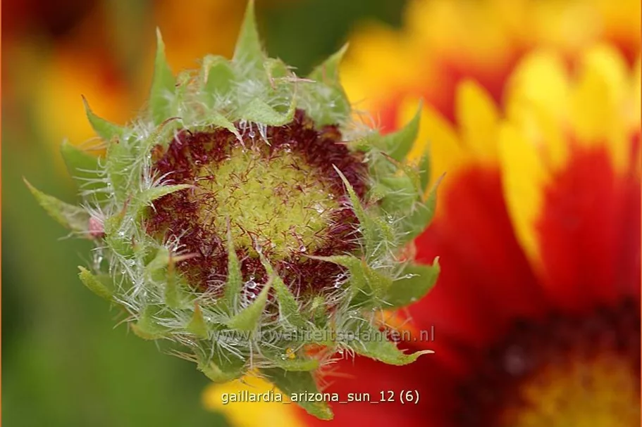Gaillardia x grandiflora 'Arizona Sun'