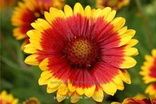 Gaillardia x grandiflora 'Arizona Sun'