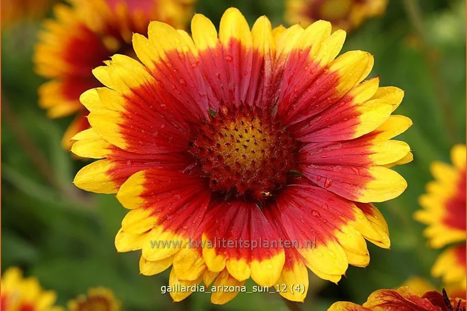 Gaillardia x grandiflora 'Arizona Sun'