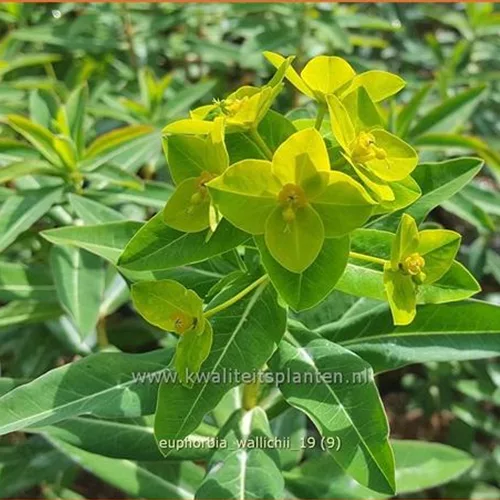Euphorbia wallichii