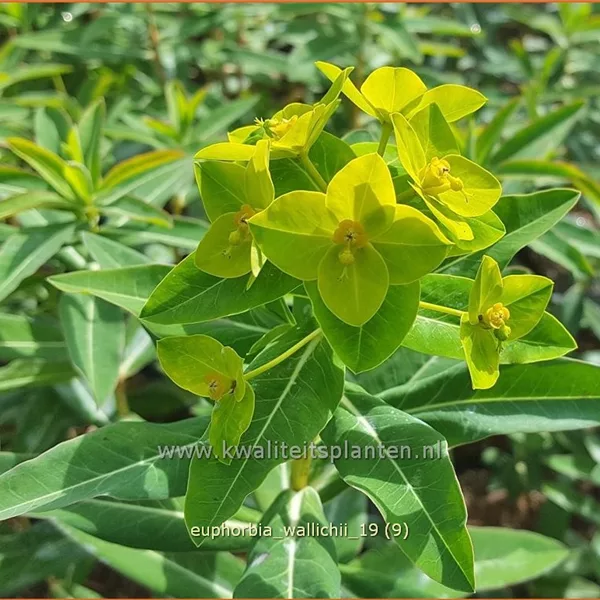 Euphorbia wallichii