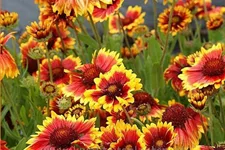 Gaillardia x grandiflora 'Arizona Sun'