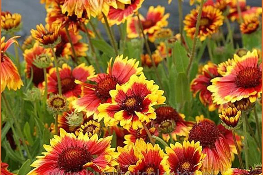 Gaillardia x grandiflora 'Arizona Sun'