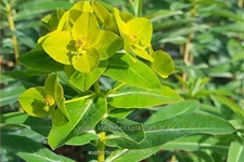 Euphorbia wallichii