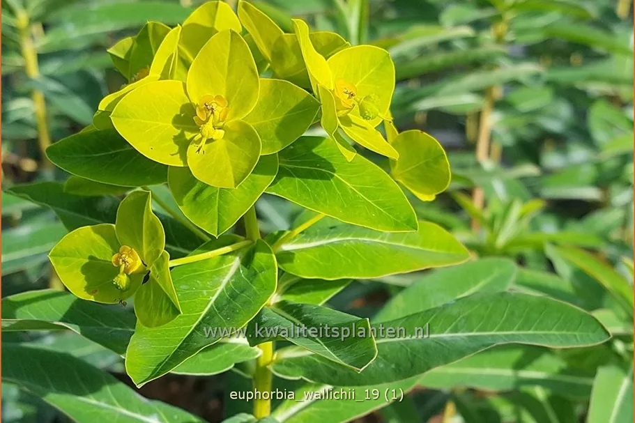 Euphorbia wallichii